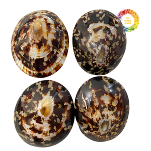 Conchas pulidas de lapa de Vietnam Limpieza de alta calidad Ideal para manualidades y regalos - Product Image 1