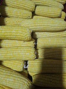 Maíz dulce congelado IQF Listo para envío a granel-Blanco y amarillo fresco, la mejor oferta a granel, medio corte o forma entera para exportación - Product Image 3