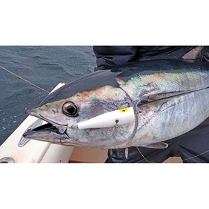 Atún congelado para exportación Premium Ocean Catch, fresco congelado y listo para envío global - Product Image 1