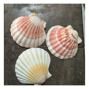 Seaside Scallop Flats Shell Copa de vino Artesanal Hecho a mano Resort Dining Cup - Product Image 1