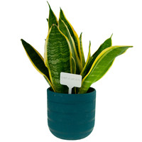 Lot de 50 étiquettes d'identification de plantes en plastique imperméables et marqueurs de semis, accessoires de jardin