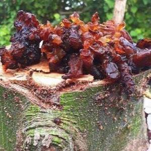 Goma Kapok Seca Natural, Ingrediente Herbal Tradicional, Piezas Enteras o Hebras Cortadas con Precio Competitivo - Product Image 2