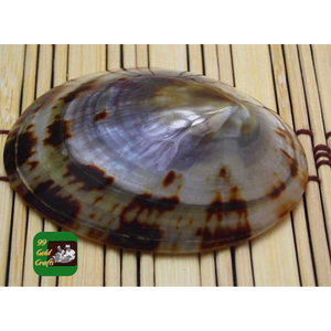 HERMOSAS CASQUILLAS Limpet PARA PROYECTOS DECORATIVOS DIY JOYERÍA HECHA A MANO Y DISEÑO INTERIOR DEL HOGAR - Product Image 5