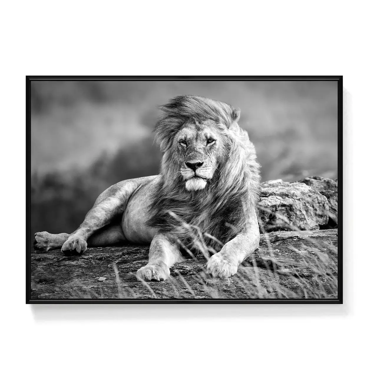 framed pictures for home decor lion painting with frame Printable Safari Lion Photo Bedroom wall art