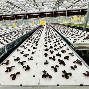 Solution d'agriculture intelligente : Serre en verre avec capteurs intégrés pour un contrôle automatisé des nutriments et de la fertigation - Product Image 6