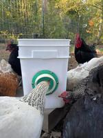 Système d'alimentation pour volailles pour élevage avicole, kit d'alimentation DIY, facile à assembler, haute efficacité