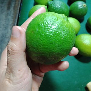 Citron sans graine citron sans graine avec produit agricole de bonne qualité citron sans graine citron Vietnam vacances - Product Image 5