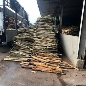 Piles en bois d'eucalyptus de haute qualité bois de santal parfumé pour un usage religieux - Product Image 6