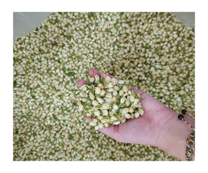 ชาดอกมะลิดอกตูมบริสุทธิ์แบบหลวมแห้งตามธรรมชาติ - Product Image 6