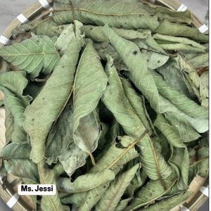 Hojas de Guayaba Secas al Aire Puro / Materia Prima para Té Herbal a Base de Plantas / Sra. Jessi - Product Image 6