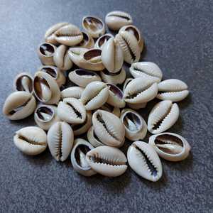Coquillages de cauris d'Afrique authentiques, coupés au centre, Cypraea Annulus, assortis |   Coquillages de cauris, coquillages marins naturels, artisanat écologique MS - Product Image 5
