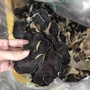 Meilleures ventes : Champignons oreilles de dinde séchés biologiques de serre, emballage en vrac entier, traités AD - Daisy +84 938451136 - Product Image 2