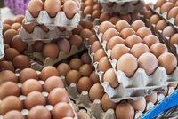 Œufs de poule frais de table/œufs de poule frais pour l'incubation à prix avantageux, œufs de poule frais de table provenant de la ferme