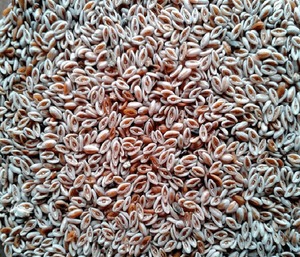 Graines de cosse de psyllium d'origine indienne (Isabgol) Graines de Plantago Ovata pour l'ensemencement et la santé | Qualité d'exportation - Product Image 1