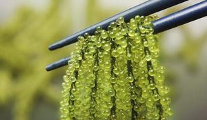 Top vente caviar vert algues naturelles régions tropicales goût délicieux prêt à manger - Product Image 5