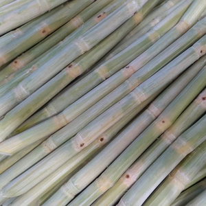 เครื่องดื่มแช่แข็งและผลิตภัณฑ์บริการอาหารจากเวียดนามไม้เท้าสดแช่แข็งน้ำผลไม้สกัดเย็น - Product Image 1