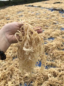 Dried Golden <b>Sea</b> <b>Moss</b> From Vietnam/Wholesale Dried Eucheuma Cottonii Golden Color Cheap Price Standard Export - Product Image 2