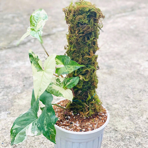 Planta de musgo vietnamita de alta calidad, producto agrícola Premium en Pila de musgo - Product Image 1