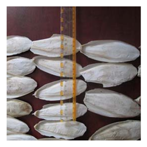 Stylish <b>Cuttlefish</b> Bone From Vietnam, Eco-Friendly <b>Cuttlefish</b> Bone For Pets, Fresh <b>Cuttlefish</b> Bone For Polishing In Bulk - Product Image 3