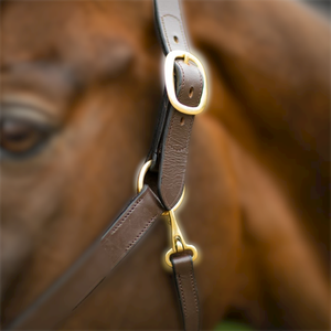 Vente en gros OEM Premium Quality Leather Equestrian English Halter pour l'entraînement d'équitation Commande en gros à bas prix - Product Image 5