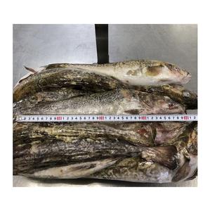 Venta al por Mayor de Bacalao del Atlántico Congelado de la Mejor Calidad a Precio Económico, Proceso BQF, Envasado al Vacío, Orgánico, Grado Superior, 20 kg, Empaque Personalizado - Product Image 4
