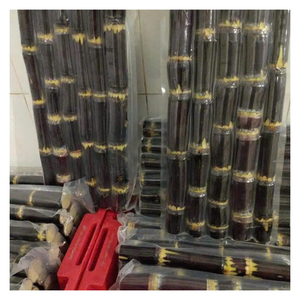 Canne à sucre congelée naturelle du Viet Nam avec goût sucré et juteux, idéale pour les bars à jus de fruits frais et les offres d'exportation - Product Image 5