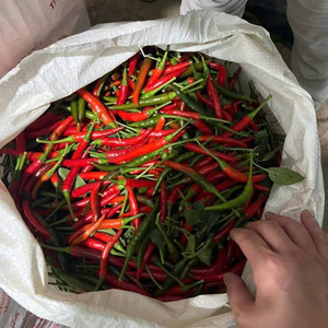 Chile fresco a granel barato del proveedor Bao Tram Anh Vietnam - Product Image 1