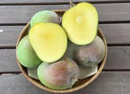 Mangga VIETNAM segar berkualitas tinggi buah tropis-mangga ekspor PREMIUM dari VIETNAM
