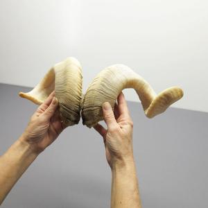 เขาแกะแท้คู่  เขาดิบธรรมชาติ สำหรับตกแต่งและงานฝีมือ คุณภาพสูง - Product Image 2