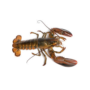 กุ้งมังกรแคนาดาคุณภาพพรีเมียมแบบทั้งตัว แช่แข็งแบบ UHP จัดเตรียมสำหรับผู้ซื้อจำนวนมาก พร้อมจัดส่งรวดเร็ว - Product Image 1