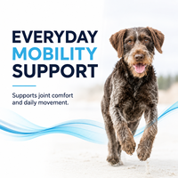 Complément Articulaire Haute Efficacité pour Chiens : Glucosamine 500mg, MSM, Chondroïtine – 30 Comprimés à Croquer pour la Mobilité Canine – Boîte de 45g