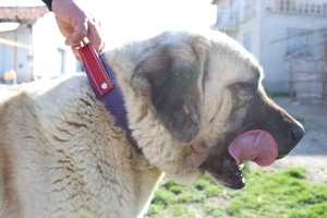 Nuevo collar de perro grande táctico de alta resistencia con mango hebilla giratoria de metal irrompible - Product Image 6