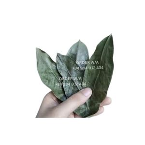 Thé naturel de feuille de corossol vietnamien doux épices biologiques naturelles herbes produits feuilles de corossol déshydratées - Product Image 5