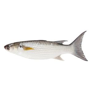 จีนปลากระบอกสีเทาแช่แข็งปลากระบอกแช่แข็งสีเทา - Product Image 6