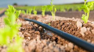 Ligne d'égouttement cylindrique HDPE avancée de 16mm avec une épaisseur de 0.80mm et un espacement de 30cm Tuyaux et raccords d'irrigation compatibles OEM - Product Image 2