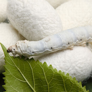 ORGANIC <b>SILKWORM</b> COCOONS / SOFT and DURABLE / BEST AFFORDABLE PRICE / MADE in VIETNAM - Product Image 5