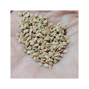 Bán buôn tươi Cà chua hạt giống, cà chua, thu hoạch - Product Image 3