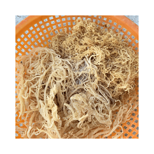 Vente en gros de produits d'algues Cottonii-Gold & Purple Irish Seamoss - Fresh Raw Eucheuma Cottonii Seaweed - Nutrition Seafood - Product Image 3