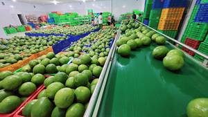 Fresh 100% Maturity Green Skin Pomelo fresco de buena calidad - Product Image 2