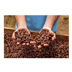 Granos de cacao a granel al por mayor con alto contenido de grasa para un rendimiento superior de manteca de cacao - Product Image 1