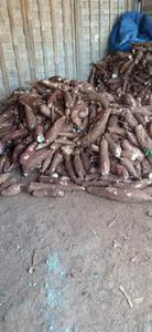 Mejor Precio de Fábrica de Trozos de Yuca Congelada Disponibles en Grandes Cantidades, Stock Listo, Entrega Rápida, Venta al por Mayor en Francia, 25 kg - Product Image 5