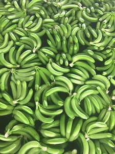 Plátano Cavendish Verde Fresco de Alta Calidad en Oferta - Marca Pham Gia, 6 Meses de Duración, Origen Vietnam - Product Image 2