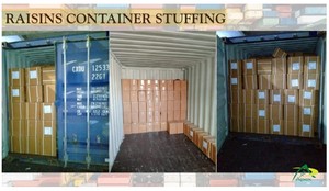 Raisins verts de qualité supérieure, raisins verts indiens de marque Apex, vente en gros, origine Rajasthan, distributeur - Product Image 6