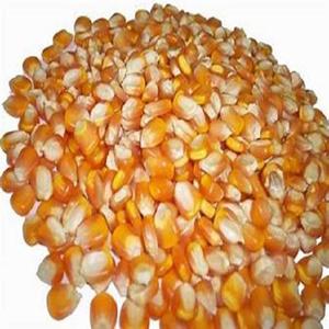 ข้าวโพดข้าวโพดข้าวโพดสีเหลืองที่ไม่ใช่จีเอ็มโอจากยุโรป - Product Image 5