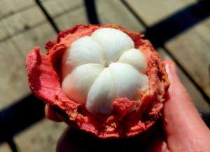 High-Quality Mangosteen Fresh Ripe and Ready for Export - Product Image 6