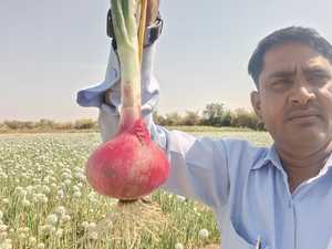 Màu Đỏ Creole Hành Tây Varity Mới Mới Sản Xuất Mới Nhất Năm 2025 Có Sẵn Với Bao Bì Tư Nhân Từ Vraj Agri Hạt Giống Công Ty-Ấn Độ - Product Image 3