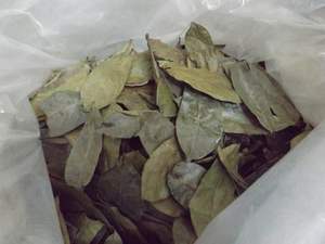 Bulk Wholesale Dried Soursop and Graviola Leaves Annona Muricata Natural Tea Material - Product Image 6