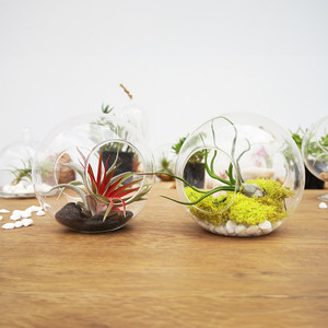 HCH0806 - ตู้เลี้ยงสัตว์แบบเปิดได้สองด้าน Crosswinds - สูง 6 นิ้ว - Product Image 3