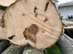 เมเปิ้ลบันทึก Acer spp. บันทึกเมเปิ้ลพรีเมี่ยม - Product Image 5