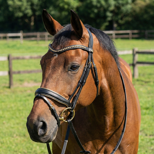 Brida de Equitación Inglesa de Primera Calidad con Elegante Cuero Negro, Diadema con Cristales Dorados, Muserola Acolchada, Colores Personalizables - Product Image 3